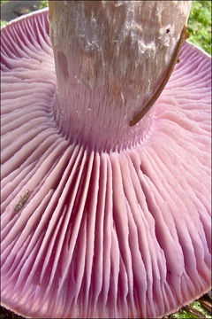 Image of Cortinarius camphoratus (Fr.) Fr. 1838