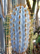 Image of Browningia hertlingiana (Backeb.) Buxb.