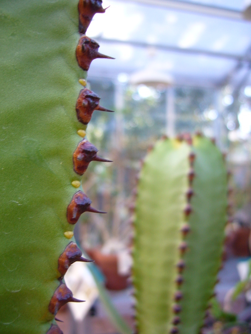 Imagem de Euphorbia canariensis L.