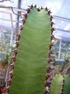 Imagem de Euphorbia canariensis L.