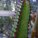 Image of <i>Euphorbia <i>confinalis</i></i> ssp. confinalis
