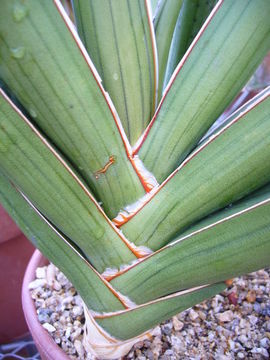 Image of Blue Sansevieria