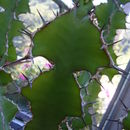 Image of Euphorbia magnicapsula S. Carter