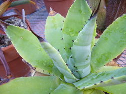 Image of Agave pachycentra Trel.