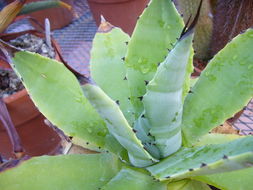 Слика од Agave pachycentra Trel.