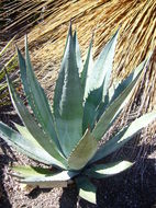 Image of Agave fortiflora Gentry
