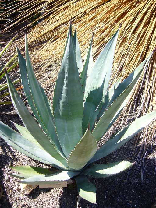 Plancia ëd Agave fortiflora Gentry