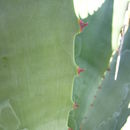 Image of Agave fortiflora Gentry