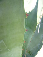 Plancia ëd Agave fortiflora Gentry