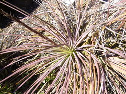 Image of Hedgehog Agave