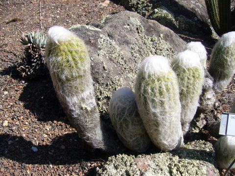 Image of Espostoa melanostele subsp. nana (F. Ritter) G. J. Charles