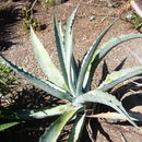 Image of Agave sobria subsp. roseana (Trel.) Gentry