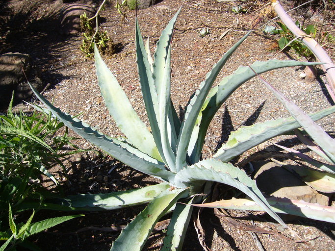 Слика од Agave sobria subsp. roseana (Trel.) Gentry