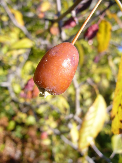 Plancia ëd Malus fusca (Raf.) Schneid.