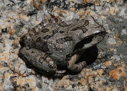 Image of Northern Pacific Treefrog