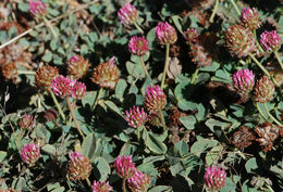Image of strawberry clover