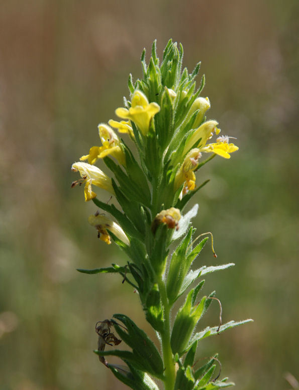 Image of <i>Parentucellia viscosa</i>