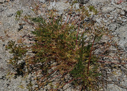 Imagem de Lomatium torreyi (Coult. & Rose) Coult. & Rose