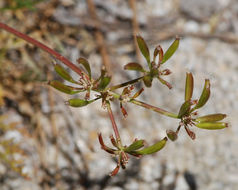 Imagem de Lomatium torreyi (Coult. & Rose) Coult. & Rose