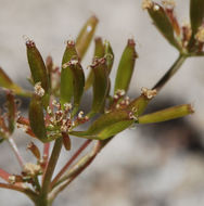 Imagem de Lomatium torreyi (Coult. & Rose) Coult. & Rose