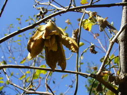 Image of California dutchman's pipe