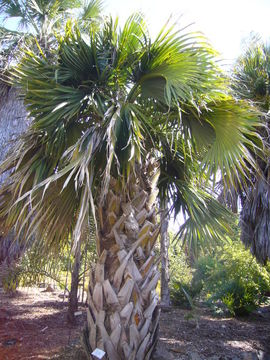 Image of Rio Grande palmetto