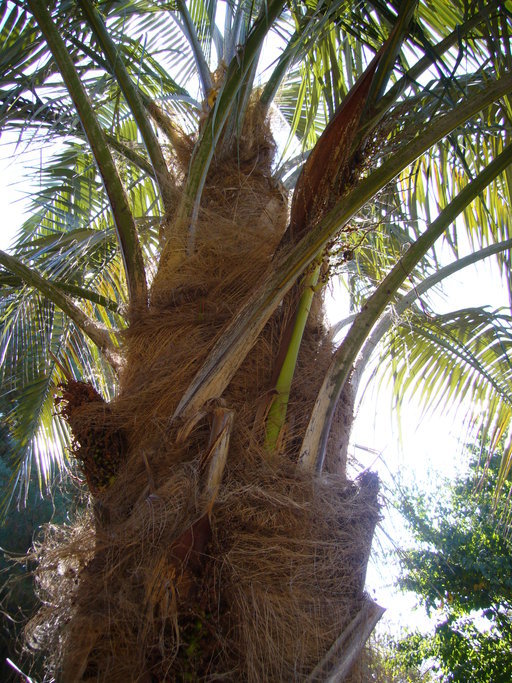 Image of Parajubaea cocoides Burret