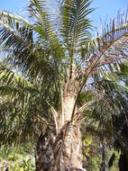 Image of Parajubaea cocoides Burret