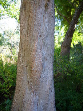 Image of Bald Cypress