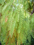 Image of Bald Cypress