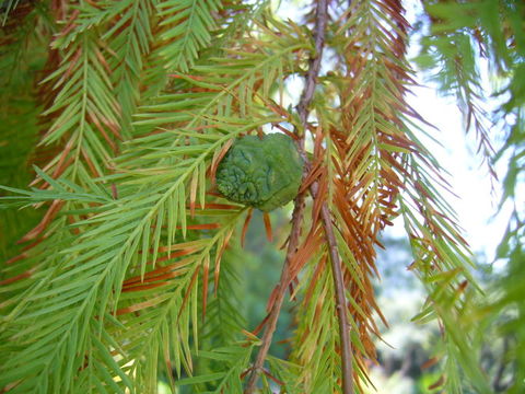 Image of Bald Cypress