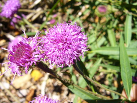 Vernonia arkansana DC. resmi