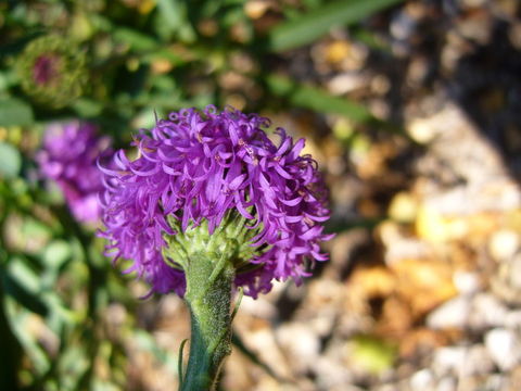 Vernonia arkansana DC. resmi