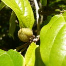 Image of Molinadendron sinaloense (Standley & Gentry) Endress