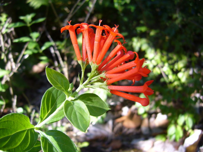 Image of firecrackerbush