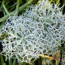 Image of Artemisia alba Turra