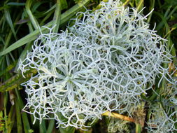 Image of Artemisia alba Turra