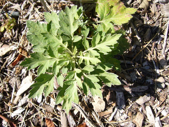 Image of Artemisia argyi H. Lév. & Vaniot