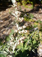 Image of Artemisia argyi H. Lév. & Vaniot