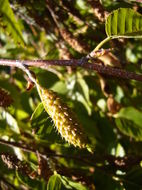 Image of Himalayan Birch