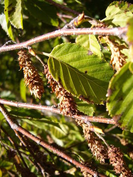 Image of Himalayan Birch