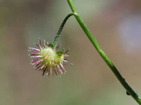 Image of Sierra stickseed