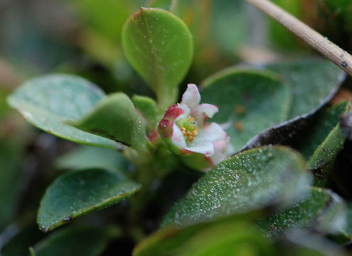 Gaultheria humifusa (R. Grah.) Rydb. resmi