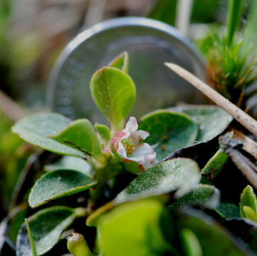 Gaultheria humifusa (R. Grah.) Rydb. resmi