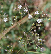 Imagem de Gypsophila paniculata L.