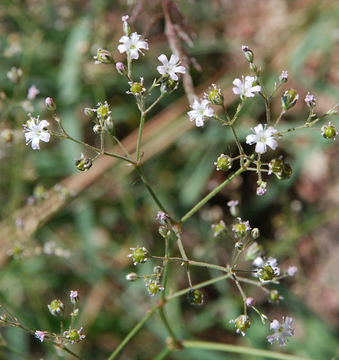 Image de Gypsophila paniculata L.