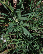 Image of Baby's breath