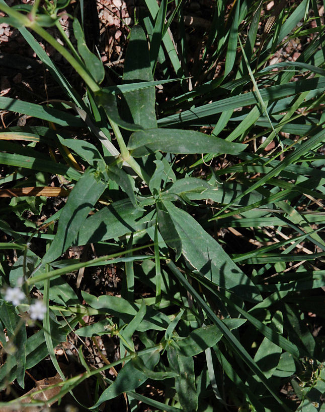 Imagem de Gypsophila paniculata L.