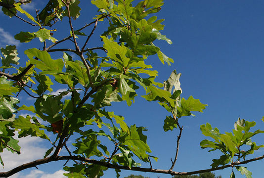 Image de chêne à gros fruits