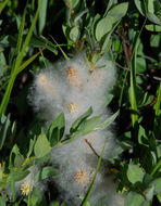 Plancia ëd Salix orestera C. K. Schneider